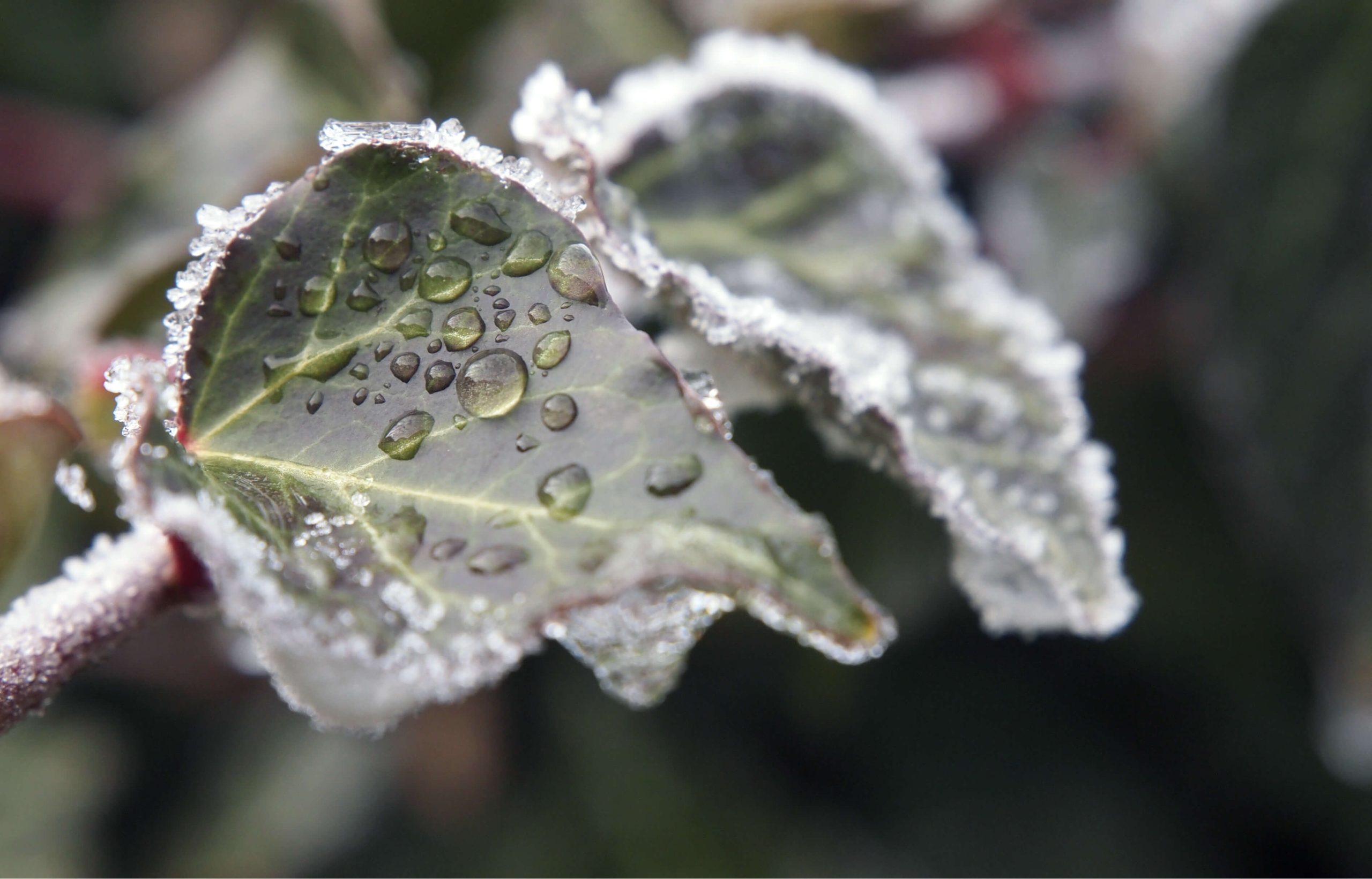 Alpenature ski trip Austria adventure